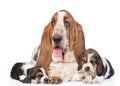 Adult basset hound dog and puppies. isolated on white background