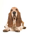 Adult basset hound lying down facing the camera seen from the front