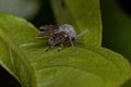 Adult Bathroom Moth Midge