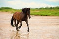 The adult bay horse is galloping on the sand on the cloudy day