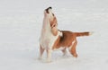 Adult Beagle dog barking in the snow Royalty Free Stock Photo