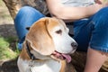 Adult beagle tricolor dog sitting between legs