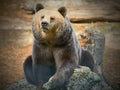 Bears in ZOO-Bears are carnivoran mammals of the family Ursidae Royalty Free Stock Photo