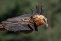 Adult Bearded Vulture flying close-up