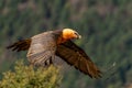 Adult Bearded Vulture flying