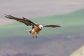 Adult bearded vulture landing on rock ledge where bones are available Royalty Free Stock Photo