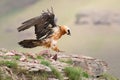 Adult bearded vulture landing on rock ledge where bones are available Royalty Free Stock Photo