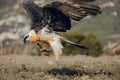 Adult bearded vulture landing on a rock ledge where bones have been placed. Rare mountain bird, fly in winter, animal in stone Royalty Free Stock Photo