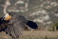 Adult bearded vulture landing on a rock ledge where bones have been placed. Rare mountain bird, fly in winter, animal in stone Royalty Free Stock Photo