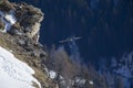 An adult bearded vulture soaring above the trees of the Swiss Alps.