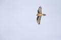 An adult Bearded vulture soaring at high altitude infront of a cloudy sky in the Swiss Alps.