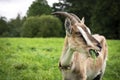 Adult beautiful brown female goat on a farm, eating green grass on a field on a summer day Royalty Free Stock Photo