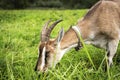 Adult beautiful brown female goat on a farm, eating green grass on a field on a summer day Royalty Free Stock Photo