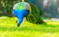 Adult Male Peacock in a summer garden Royalty Free Stock Photo