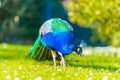 Adult Male Peacock in a summer garden Royalty Free Stock Photo