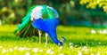 Adult Male Peacock in a summer garden Royalty Free Stock Photo