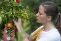 An adult beautiful white woman plucks a ripe pomegranate fruit from a tree, harvesting in early autumn