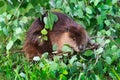 Adult Beaver Castor canadensis Draped in Leaves Chews on Branch Summer