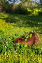 Adult Beaver Castor canadensis Feeds on Leafy Branch Summer