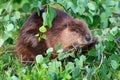 Adult Beaver Castor canadensis Holds Onto Branch While Chewing Summer