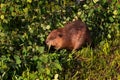 Adult Beaver Castor canadensis In Leafy Branches Chewing Summer