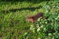 Adult Beaver Castor canadensis Looks Left From Pile of Leaves Summer