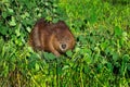 Adult Beaver Castor canadensis Looks Out From Leaves and Grass Summer