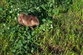 Adult Beaver Castor canadensis Looks Up From Pile of Leafy Branches Summer