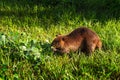 Adult Beaver Castor canadensis Munches on Leaves Summer