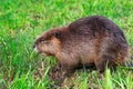 Adult Beaver Castor canadensis Sits on Grass Looking Left Summer