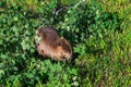 Adult Beaver Castor canadensis Sits in Leaves Chewing Summer