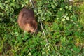 Adult Beaver Castor canadensis Sits Next to Branch Munching Summer