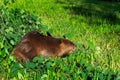 Adult Beaver Castor canadensis Sits in Pile of Branches Summer