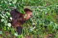 Adult Beaver Castor canadensis Sits Under Branch Chewing on Leaves Summer