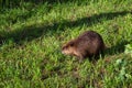 Adult Beaver Castor canadensis Stands in Grass Looking Towards Shadow Summer