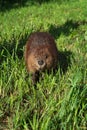 Adult Beaver Castor canadensis Walks Forward in Grass Summer