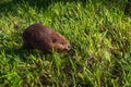 Adult Beaver Castor canadensis Walks to Right in Grass Summer
