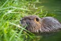 Adult beaver eating a plant. Beaver in a lake. Beaver in water i