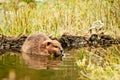 Adult beaver eating a plant on Isla Navarino, Patagonia. Beaver in water in the evening.