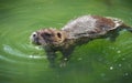 Adult beaver eating a plant. Beaver in a lake. Beaver in water in the evening