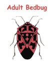 Adult Bed Bug. Poster tato Education vector illustration. Royalty Free Stock Photo