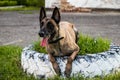 Adult belgian shepherd dog lies on the grass and rests on a summer day. Training and training concept