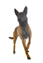 malinois in studio