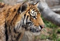 Adult bengal tiger close-up profile Royalty Free Stock Photo