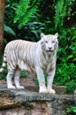 Adult Bengal White Tiger Royalty Free Stock Photo