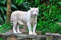 Adult Bengal White Tiger