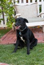 Adult big black obedient male lab retriever dog sitting in the front yard Royalty Free Stock Photo