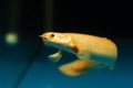 Adult big curvier bichir, easy to keep nocturnal carnivore and bottom dweller in yellow coloration Royalty Free Stock Photo