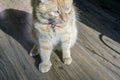 Adult big red cat, the cat is very sore front paw, swollen paw because of the snake bite. Royalty Free Stock Photo