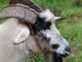 Adult billy goat portrait, close up on face and head.